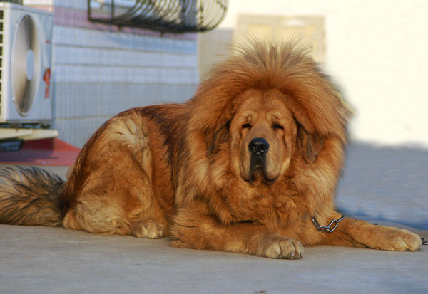 世界猛犬霸主 中国赛狮藏獒